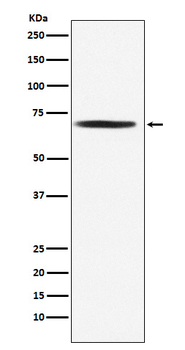 DLAT Rabbit mAb [KD Validated] Antibody