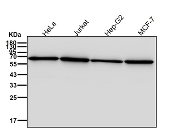 ABCE1 Rabbit mAb [KD Validated] Antibody