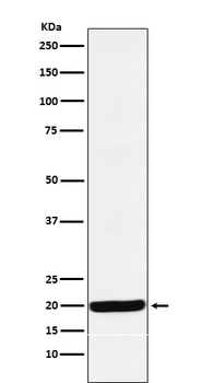Y14 Rabbit Monoclonal Antibody