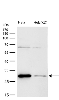 PHAPI2 / APRIL Rabbit mAb [KD Validated] Antibody
