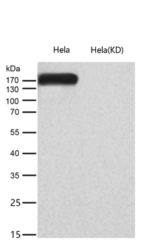 EHMT2/G9A Rabbit mAb [KD Validated] Antibody