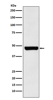 HSC70 Interacting Protein HIP Rabbit Monoclonal Antibody