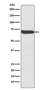 Frizzled 9 / CD349 Rabbit mAb Antibody