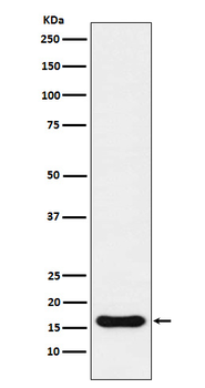 Iba1 Rabbit mAb Antibody
