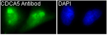 CDCA5 Rabbit mAb Antibody