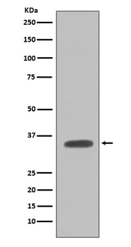Caspase-7 Rabbit mAb Antibody