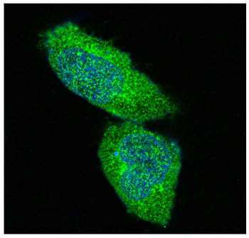 ERK1/2 Rabbit mAb [KD Validated] Antibody