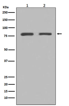 GRP78 BiP Rabbit Monoclonal Antibody