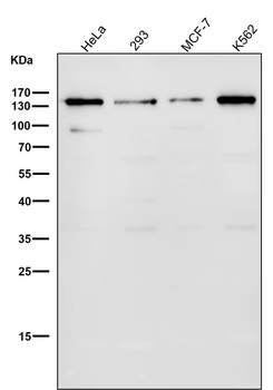 GM130 Rabbit mAb [KD Validated] Antibody