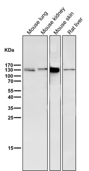 GM130 Rabbit mAb [KD Validated] Antibody