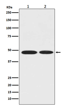 ENO1 Rabbit Monoclonal Antibody