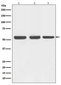 Beclin 1 Rabbit Monoclonal Antibody
