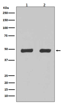 Flotillin 2 Rabbit mAb Antibody