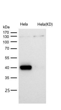 PBK/TOPK (Phospho-Thr9) Rabbit mAb [KD Validated] Antibody