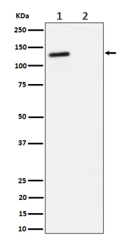 p130(Phospho-Thr986) Rabbit mAb Antibody