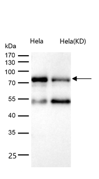 eIF4B (Phospho-Ser406) Rabbit mAb [KD Validated] Antibody
