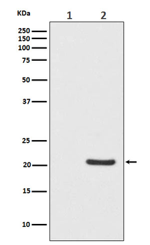 Bad (Phospho-Ser75) Rabbit mAb Antibody