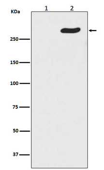 POLR2A (Phospho-Ser5) Rabbit mAb Antibody
