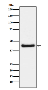 c-Jun (Phospho-Ser63) Rabbit mAb Antibody