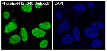 Nrf2 (Phospho-Ser40) Rabbit mAb Antibody