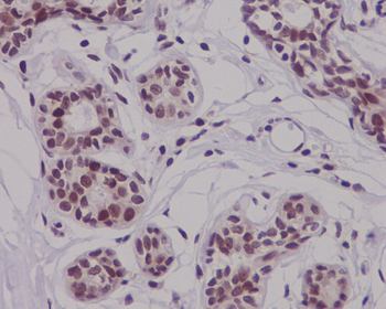 Nrf2 (Phospho-Ser40) Rabbit mAb Antibody