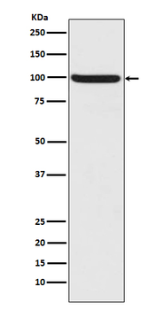 Nrf2 (Phospho-Ser40) Rabbit mAb Antibody
