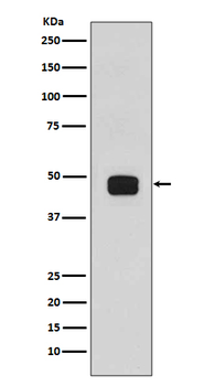 GSK3β(Phospho-Ser9) Rabbit mAb [KD Validated] Antibody