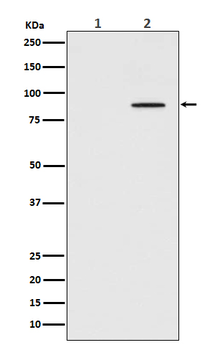 STAT3 (Phospho-Tyr705) Rabbit mAb [KD Validated] Antibody