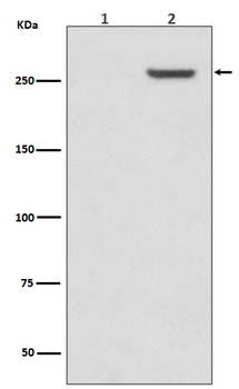 mTOR (Phospho-Ser2481) Rabbit mAb Antibody