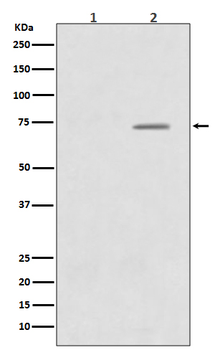 Raf1 (Phospho-Ser43) Rabbit mAb Antibody