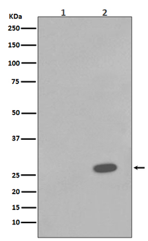 Hsp27 (Phospho-Ser78) Rabbit mAb Antibody