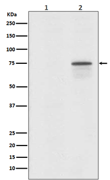 Raf1 (Phospho-Ser259) Rabbit mAb Antibody