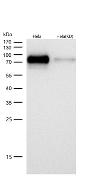 Raf1 (Phospho-Ser621) Rabbit mAb [KD Validated] Antibody