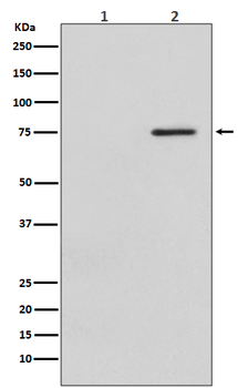 Raf1 (Phospho-Ser621) Rabbit mAb [KD Validated] Antibody