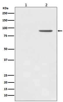STAT1 (Phospho-Tyr701) Rabbit mAb Antibody