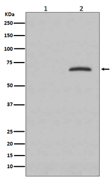 Paxillin (Phospho-Tyr118) Rabbit mAb Antibody