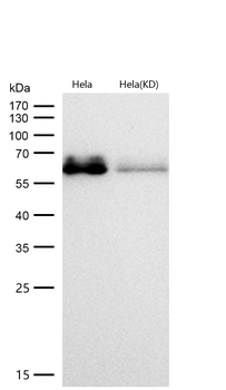 AMPK alpha 1 (Phospho-Ser496) Rabbit mAb [KD Validated] Antibody