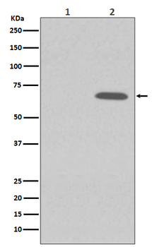AMPK alpha 1 (Phospho-Ser496) Rabbit mAb [KD Validated] Antibody