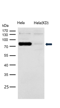 STAT1 (Phospho-Ser727) Rabbit mAb [KD Validated] Antibody