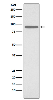 STAT1 (Phospho-Ser727) Rabbit mAb [KD Validated] Antibody
