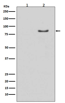 HSL (Phospho-Ser853) Rabbit mAb Antibody