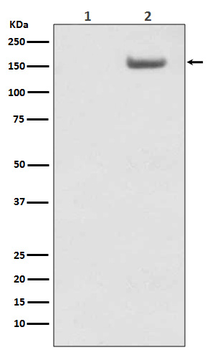 SMC1 (Phospho-Ser957) Rabbit mAb Antibody