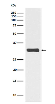 RPA2 (Phospho-Thr21) Rabbit mAb Antibody
