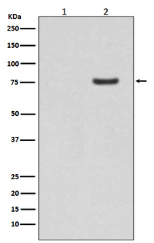 Synapsin I (Phospho-Ser9) Rabbit mAb Antibody