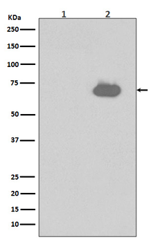 SHP2 (Phospho-Tyr542) Rabbit mAb Antibody
