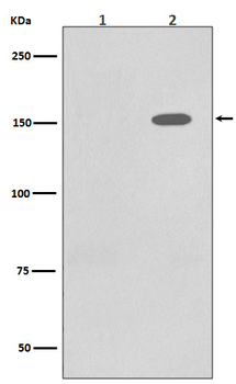 EGFR (Phospho-Tyr1110) Rabbit mAb Antibody