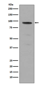 Stat5 (Phospho-Tyr694) Rabbit mAb Antibody
