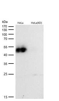 GATA3 (Phospho-Ser308) Rabbit mAb [KD Validated] Antibody