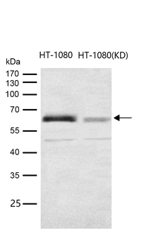 Src (Phospho-Tyr419) Rabbit mAb [KD Validated] Antibody