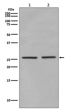 eIF4E (Phospho-Ser209) Rabbit mAb Antibody